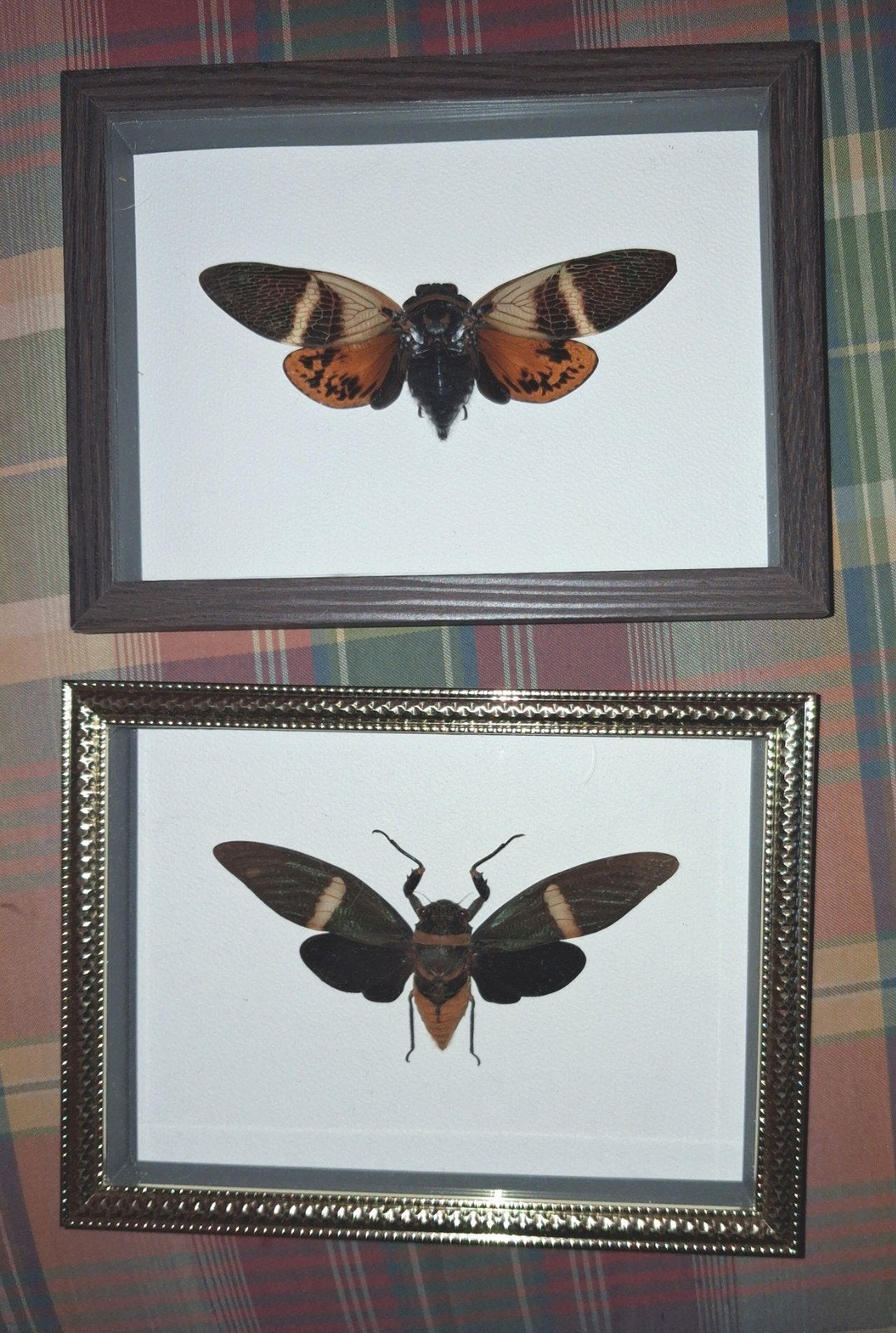 cigale asiatique dans boite vitree 15x20cm entomologie, Enlèvement ou Envoi, Comme neuf, Insecte, Autres types
