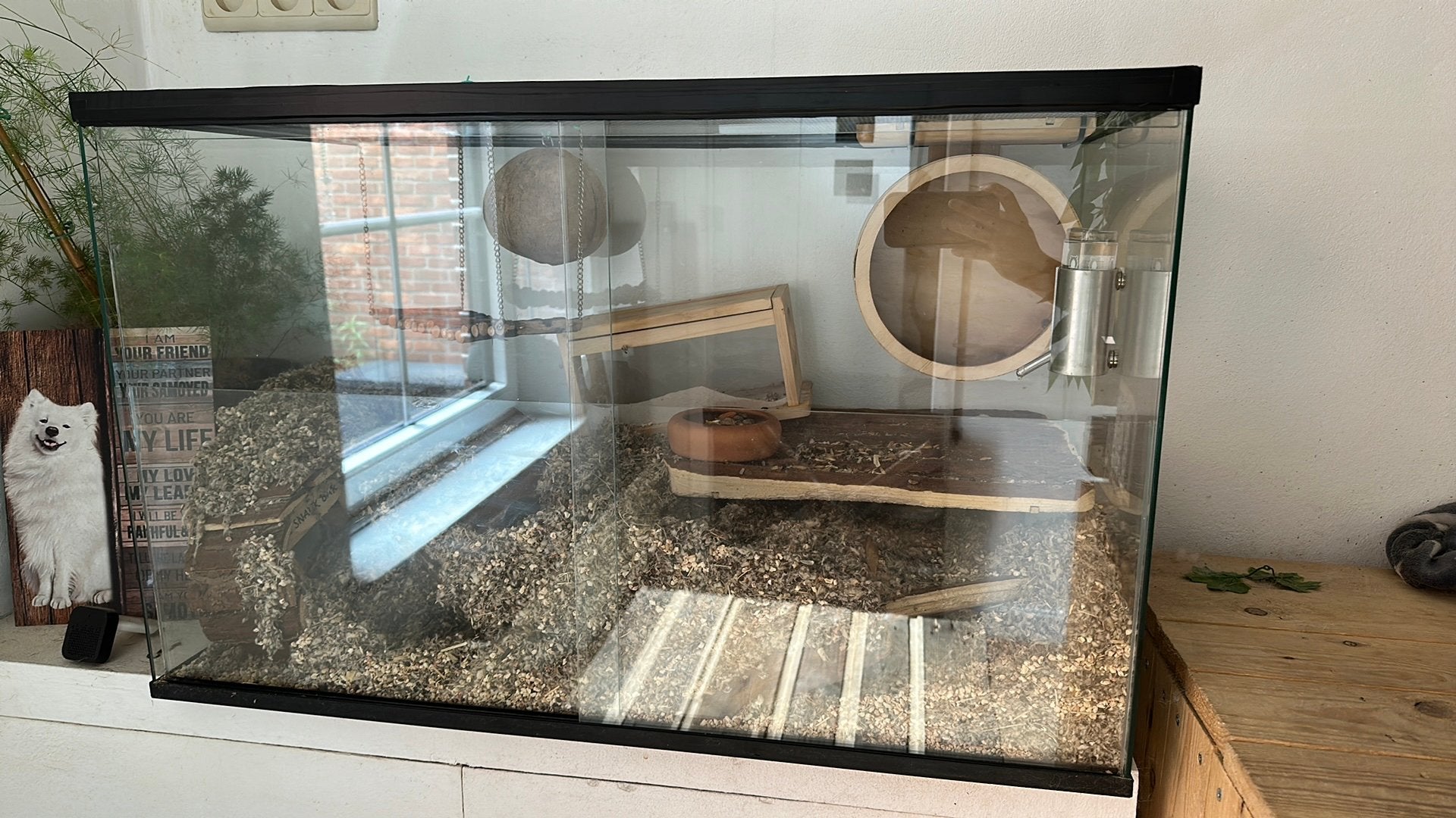 Gerbilarium met 2 gerbil dames, Enlèvement, Comme neuf, Niche