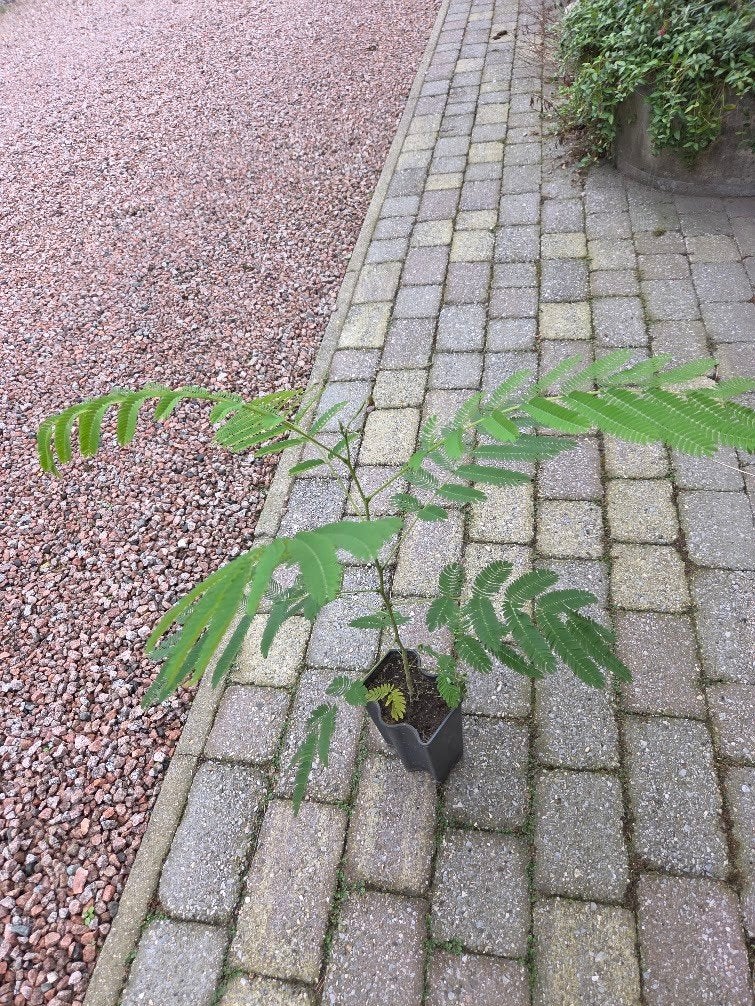 Albizia Julibrissin Ombrella - Perzische slaapboom te koop, Jardin & Terrasse, En pot, Moins de 100 cm, Plein soleil, Autres espèces