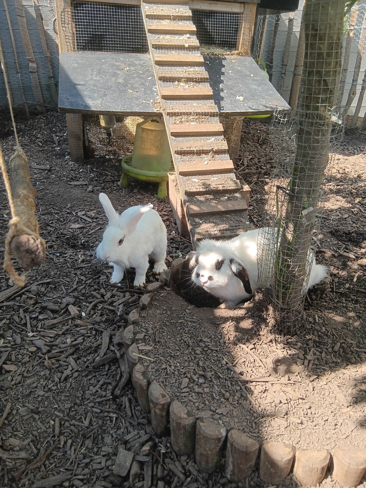 2 vrouwelijke konijnen (voedsters), Dieren en Toebehoren, Pluimvee