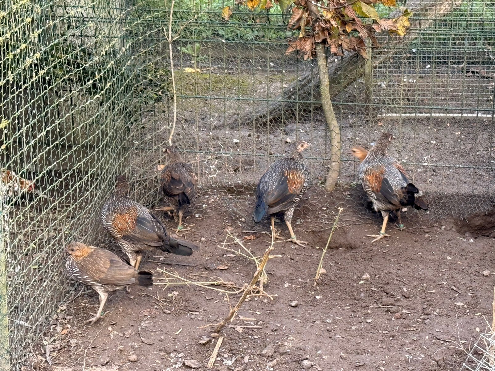Sonnerath koppels, Animaux & Accessoires, Plusieurs animaux, Autres espèces