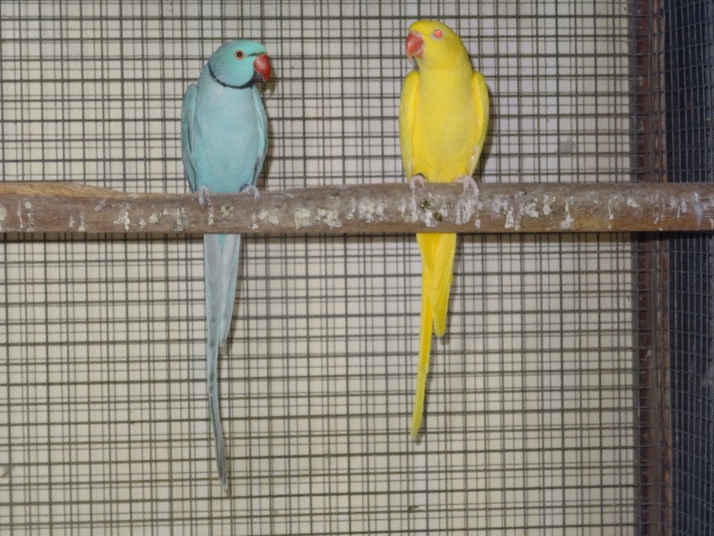 colliers, Plusieurs animaux