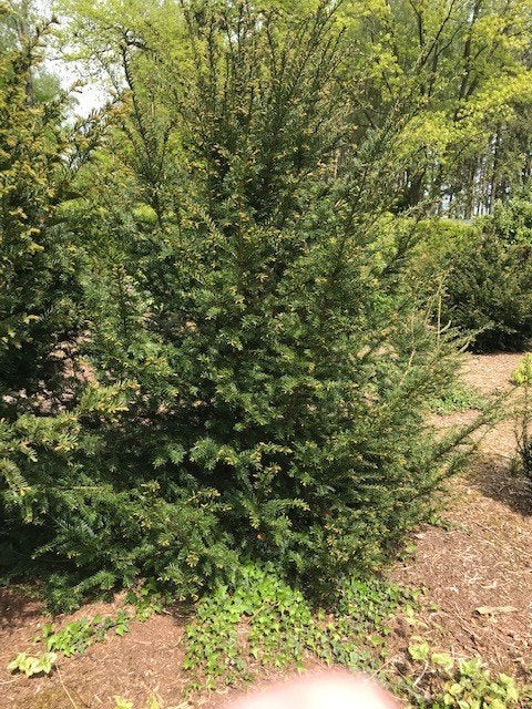 TAXUS BACCATA, Tuin en Terras, Herfst, Leiboom, 100 tot 250 cm, Ophalen