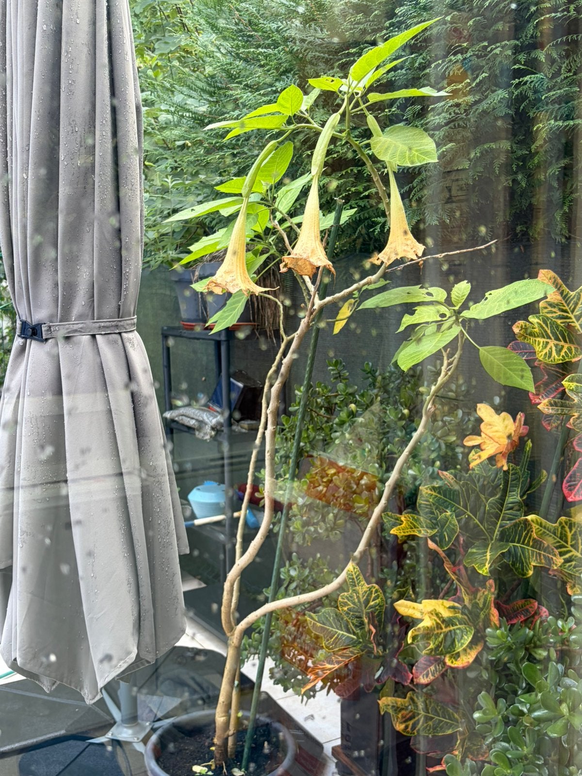 Engelentrompet (Brugmansia), Ophalen