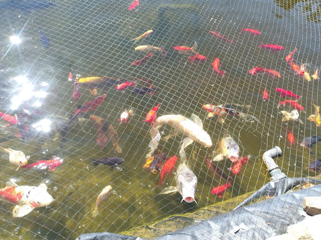 Vijver vissen, Karper of Koi