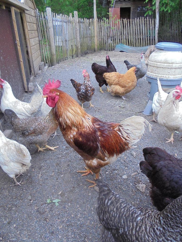 haan, Dieren en Toebehoren, Mannelijk, Kip