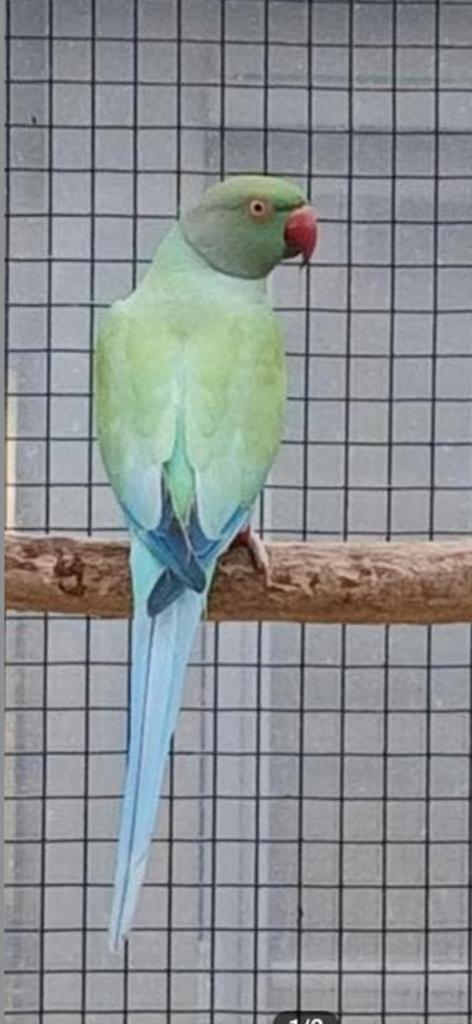 Halsbandparkiet blauw pastel opaline split bleekstaart, Dieren en Toebehoren, Vogels | Parkieten en Papegaaien, Geringd