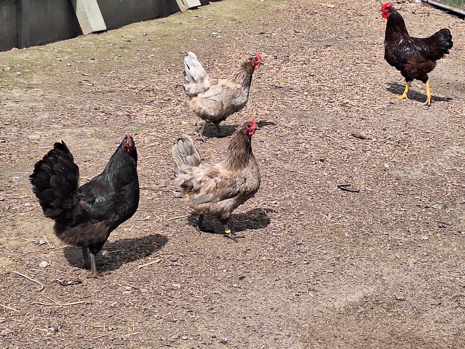 2 poules australorps bleues disponibles