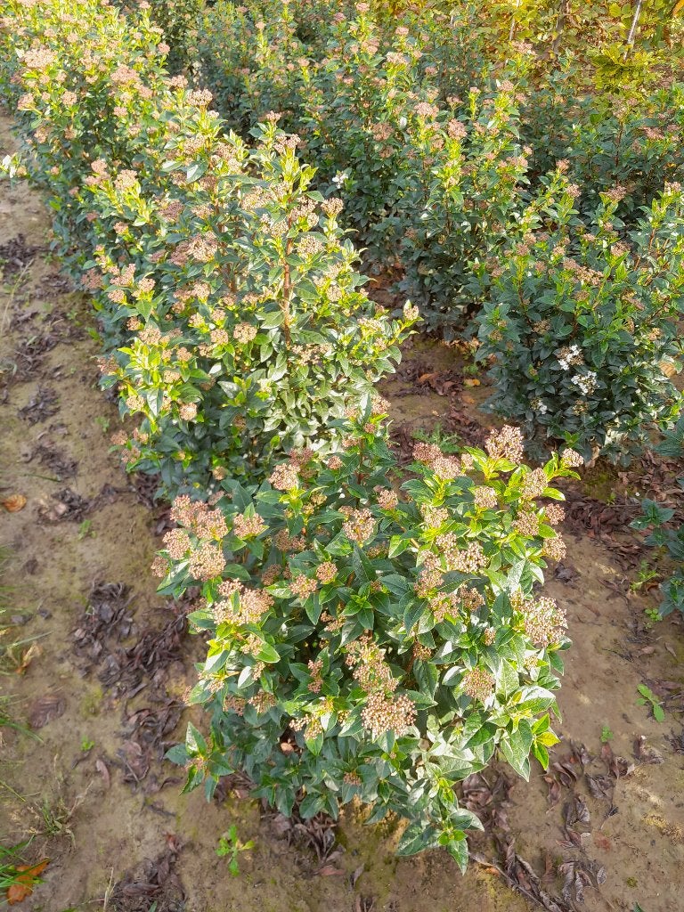 Viburnum tinus, Tuin en Terras, Ophalen