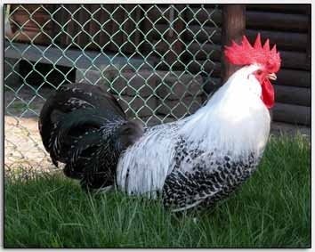Coqs et poules pondeuses