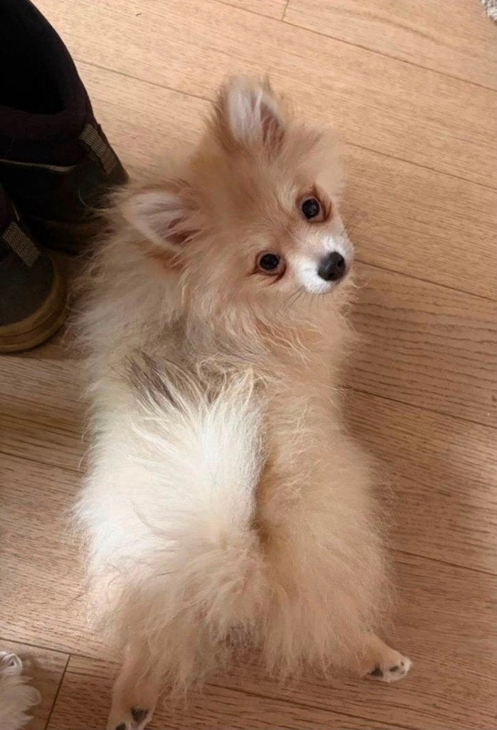 pomeriaan x dwergkees, Dieren en Toebehoren, België, Particulier, Keeshond, 15 weken tot 1 jaar