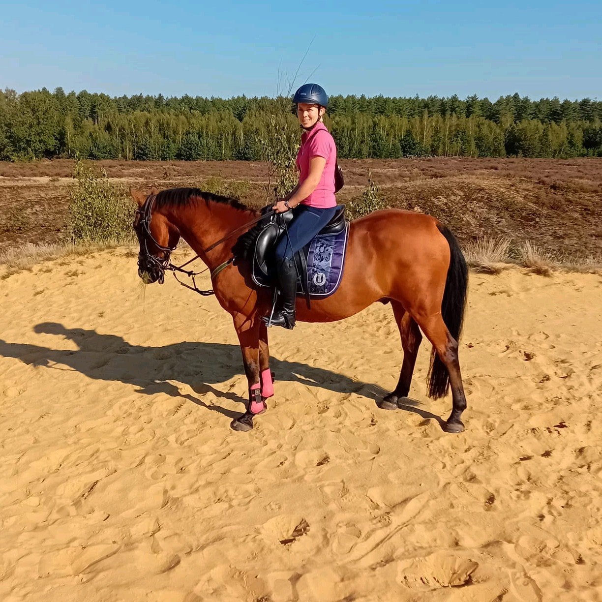 Recreatieve knappe Arabier-kruising ruin (1,55m-16jaar), Dieren en Toebehoren, Gechipt, Minder dan 160 cm, B, Ruin