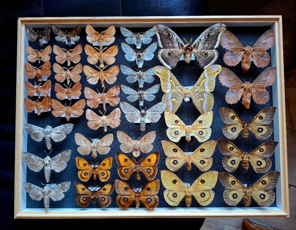 Collection de papillons, insectes, entomologie, Collections, Enlèvement, Utilisé, Insecte, Autres types