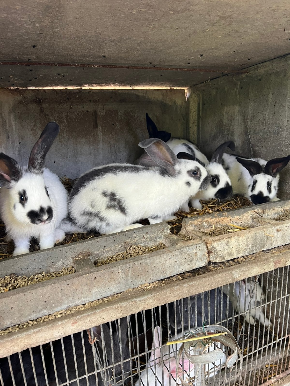 Vlinderkonijnen, Dieren en Toebehoren, Meerdere dieren, Groot, 0 tot 2 jaar