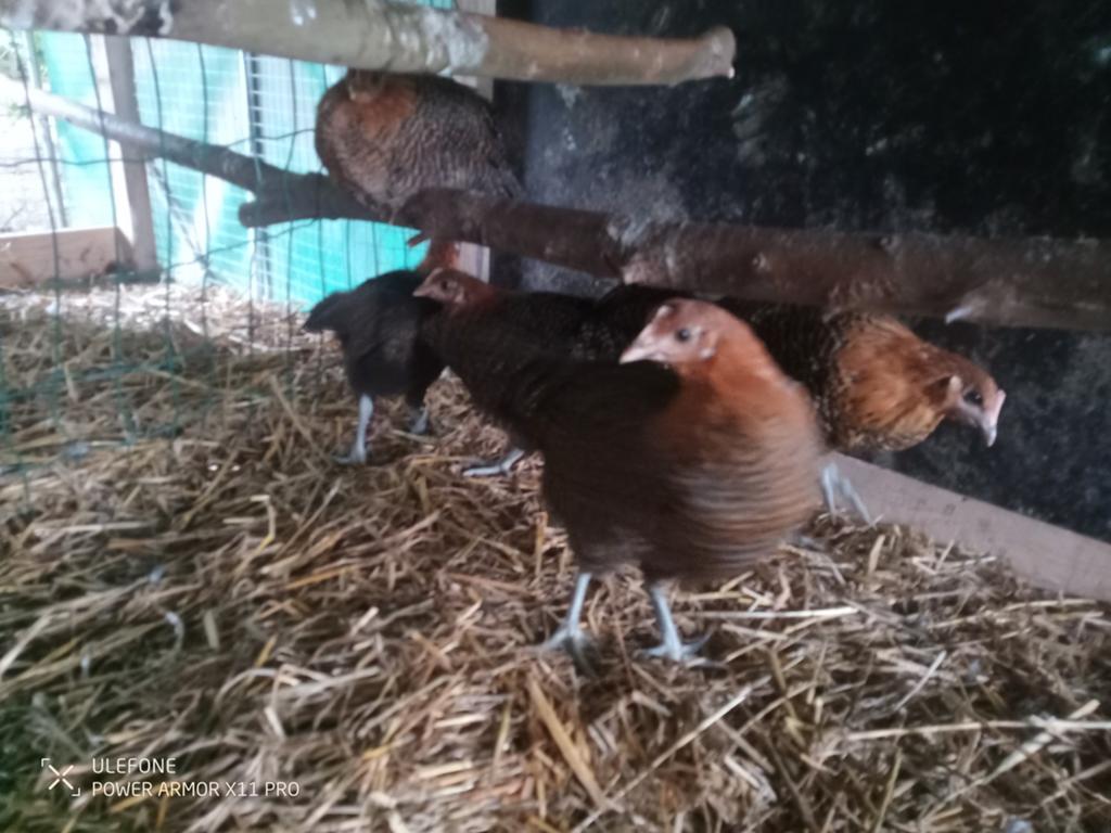Brakelse hoender, Dieren en Toebehoren