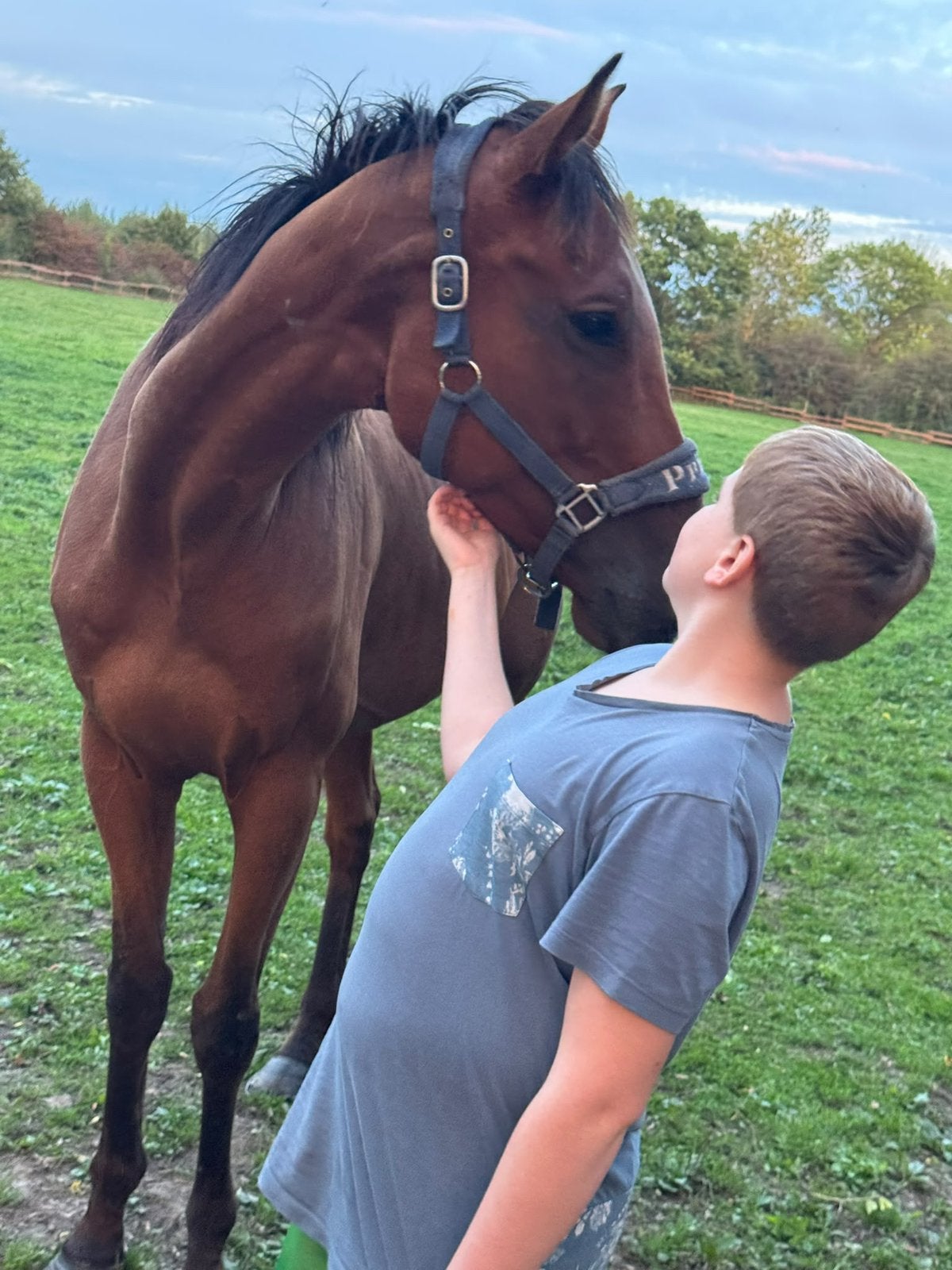 Lieve ruin van 7 jaar zoekt thuis, Avec puce électronique, Hongre, Débourré, 165 à 170 cm