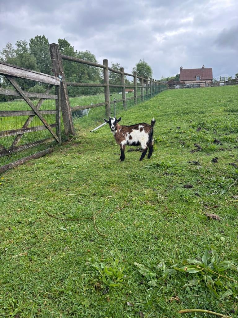 Mini dwerggeitje - bokje, Dieren en Toebehoren, Schapen, Geiten en Varkens