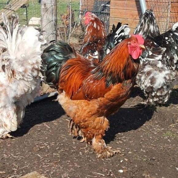 Brahma, Mâle, Poule ou poulet