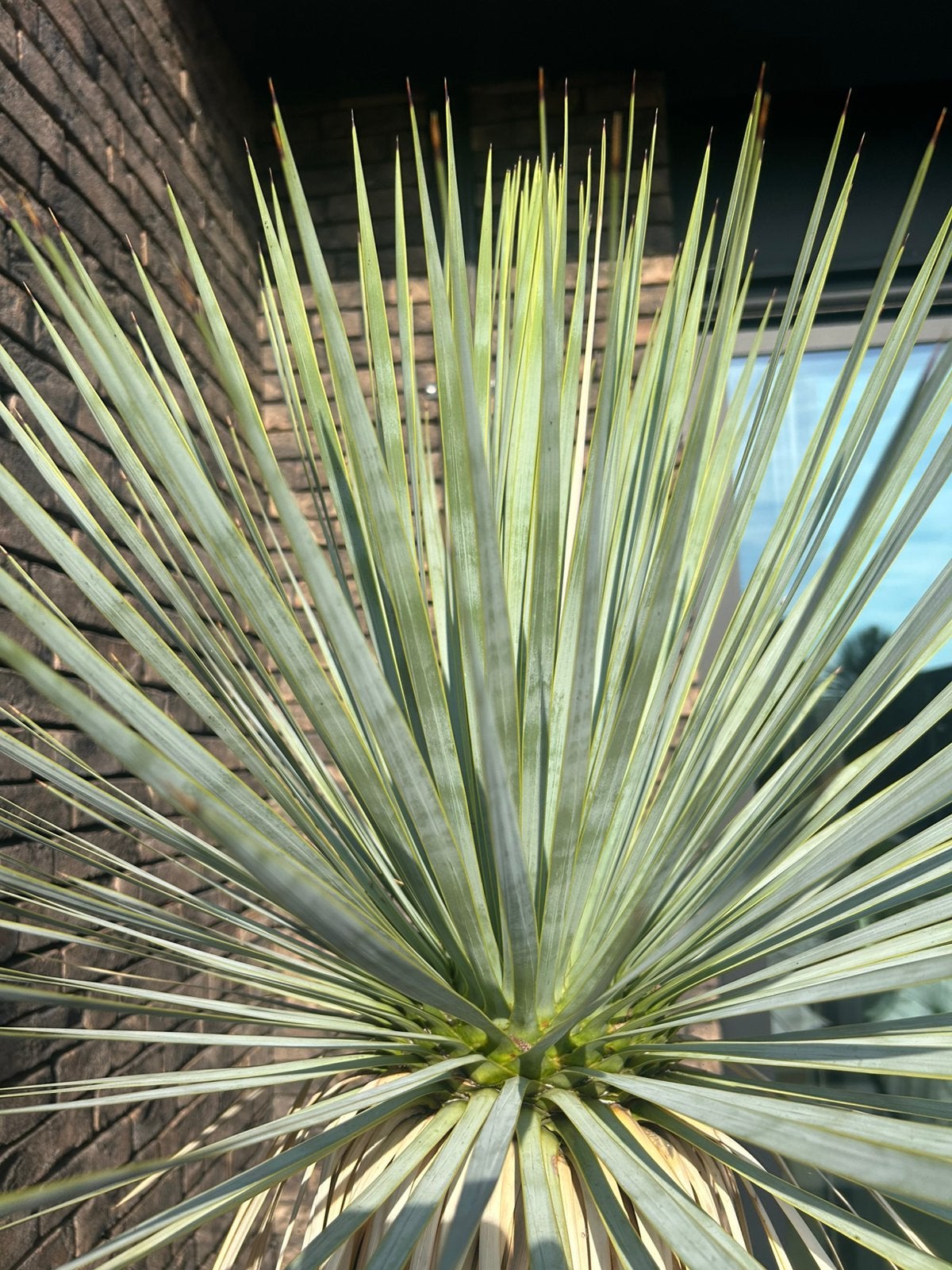 Grote yucca rostrata, Ophalen