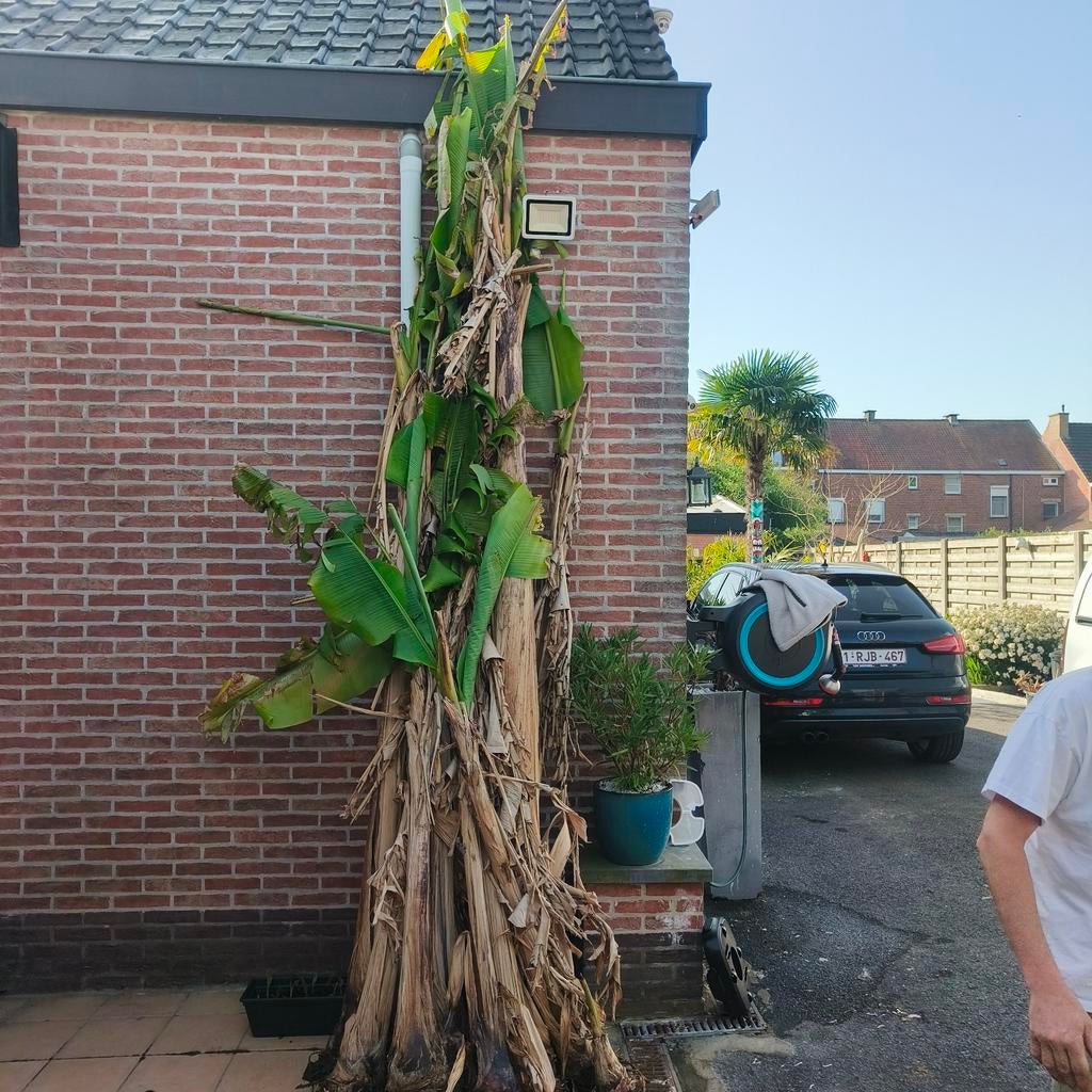 Bananenplanten, Ophalen