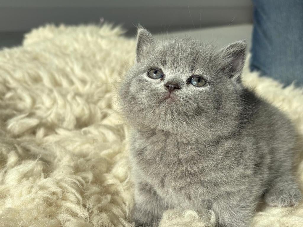 prachtige brits korthaar kittens met afstammingsbewijs, Dieren en Toebehoren, Meerdere dieren, Gechipt, 0 tot 2 jaar