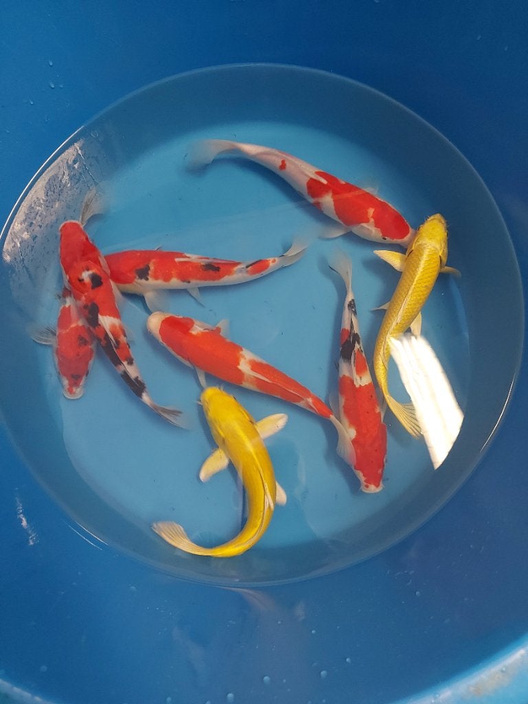20 koi