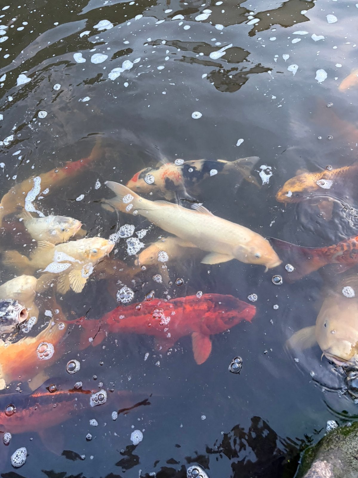 Kois te koop, Dieren en Toebehoren, Vissen | Vijvervissen, Karper of Koi