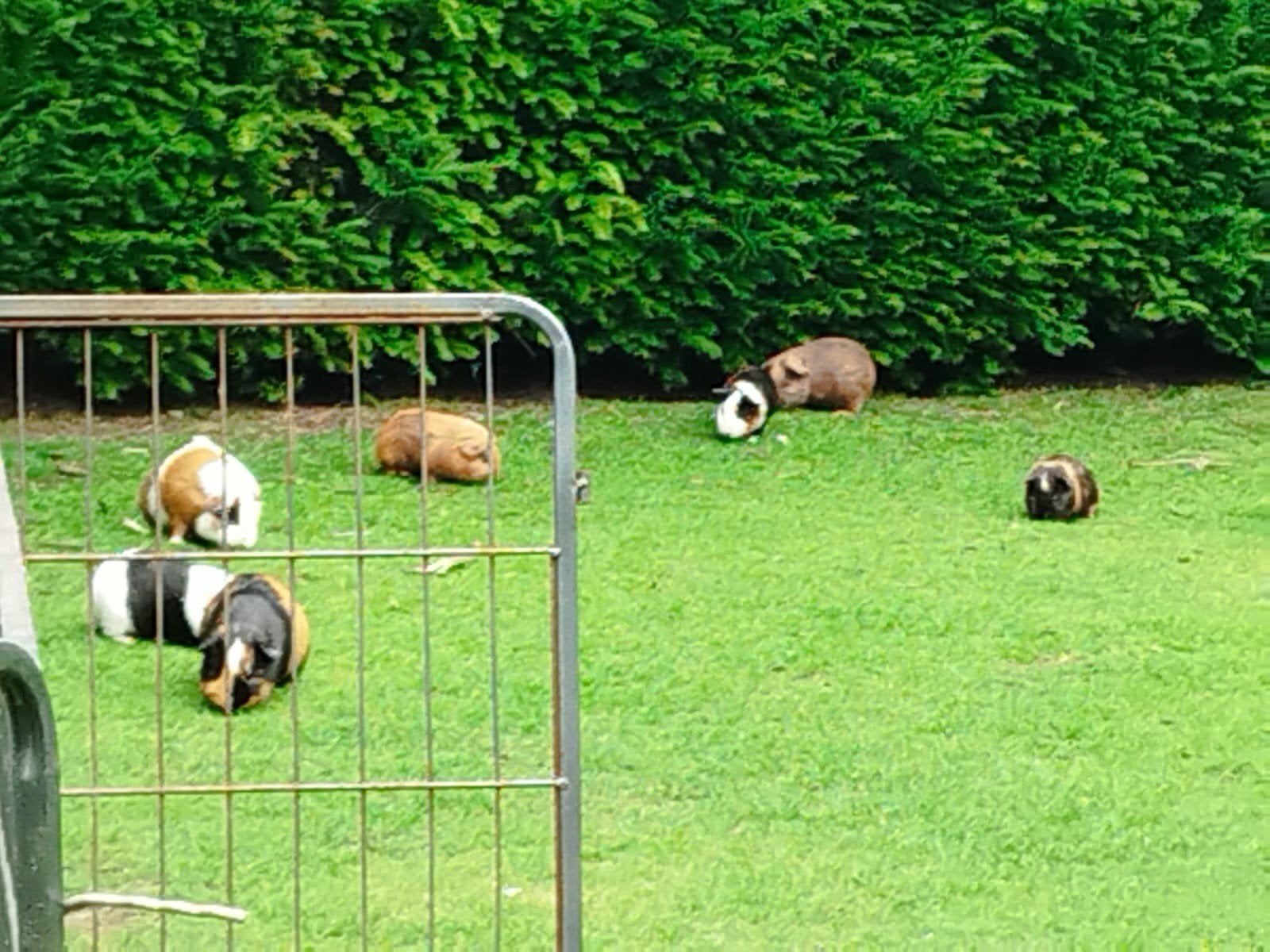 Cavia s, Dieren en Toebehoren, Knaagdieren, Januari
