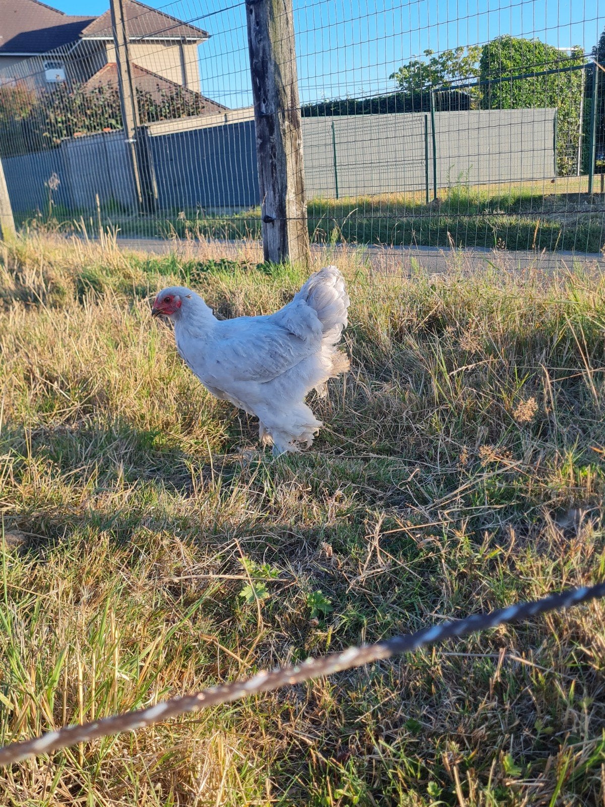 brahma koppels, Dieren en Toebehoren, Pluimvee, Meerdere dieren, Kip