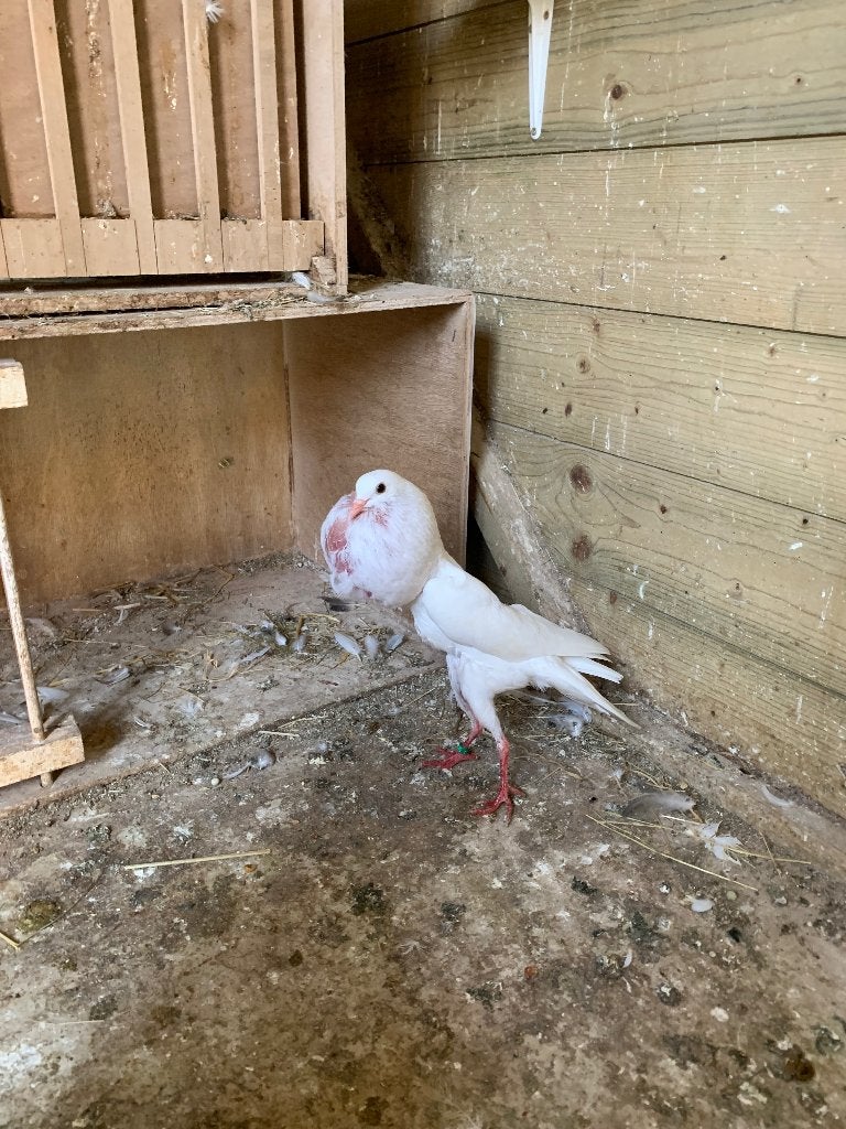 Koppel witte Brunners, Dieren en Toebehoren, Vogels | Duiven, Meerdere dieren, Kropper