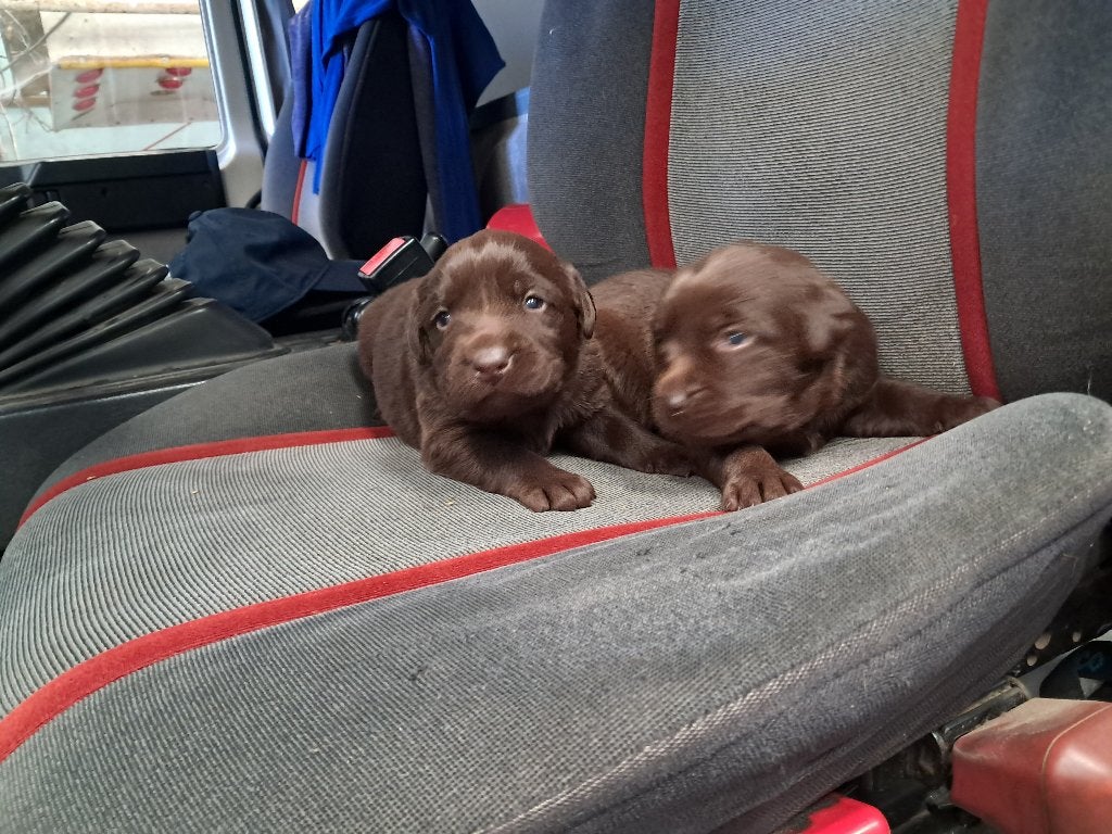 labrador pups, Ophalen, Nieuw