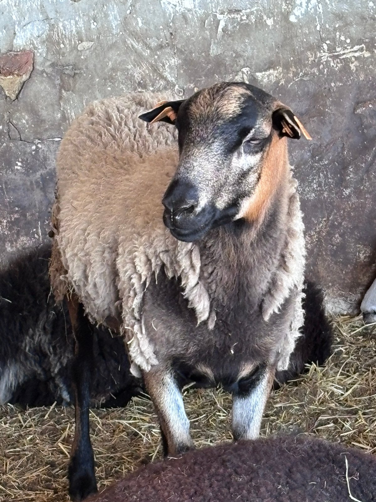 Kameroen Ram lammen, Animaux & Accessoires, Moutons, Chèvres & Cochons