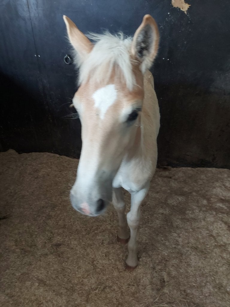 Haflinger merrieveulen, Animaux & Accessoires, Moins de 160 cm, Avec pedigree, Ne s'applique pas, 0 à 2 ans