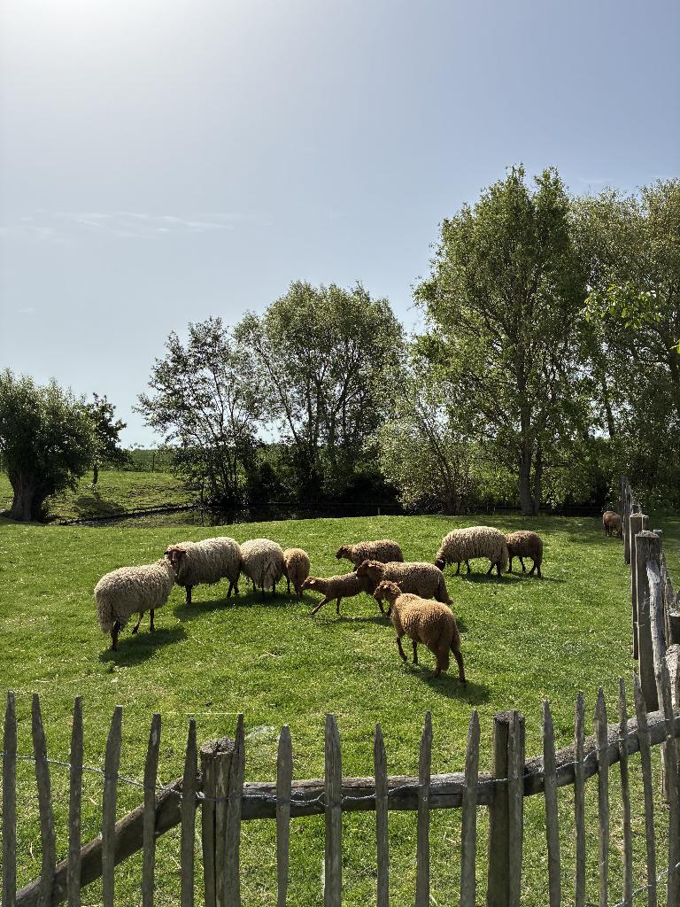 Ardense Voskop ooien, Vrouwelijk, Schaap, 0 tot 2 jaar