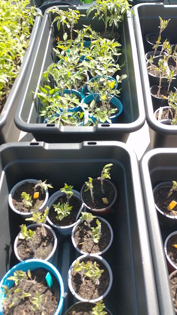 Tomate plante, Ophalen, Nieuw
