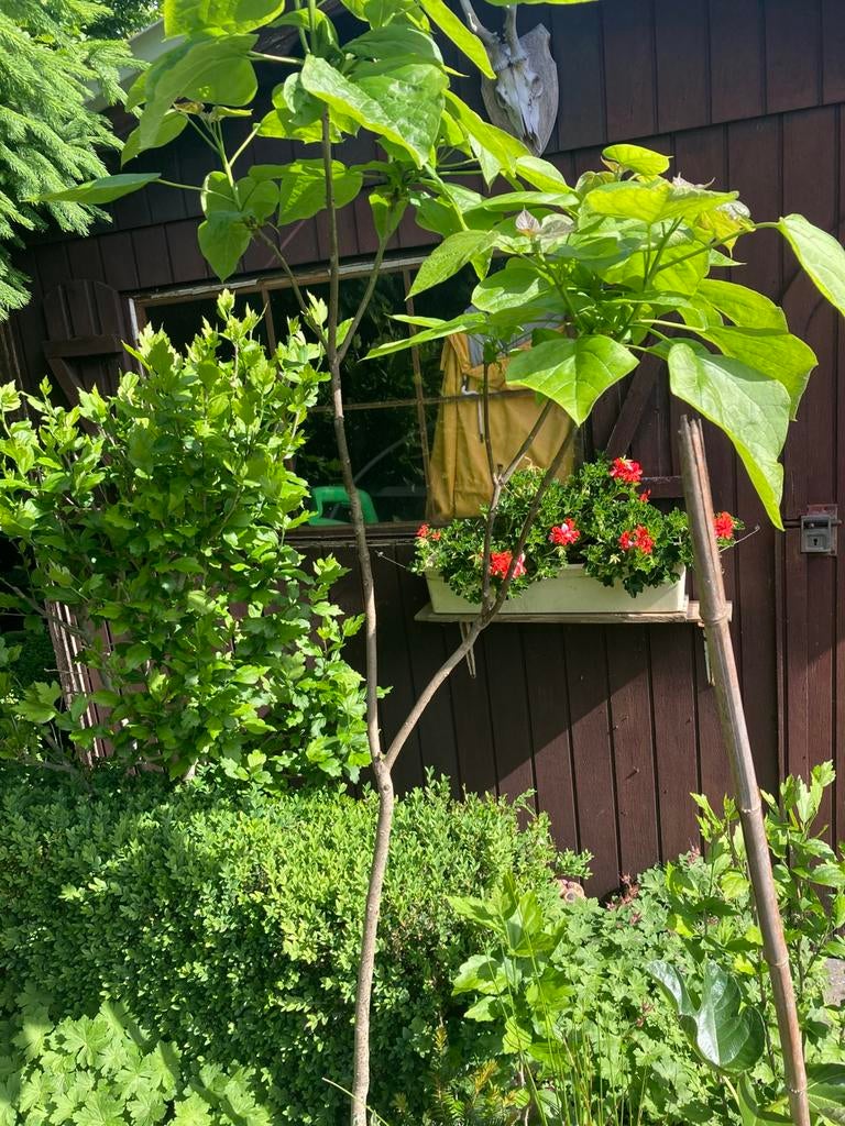 Catalpa in pot (reeds 2meter), Tuin en Terras, Planten | Fruitbomen, Ophalen, In pot