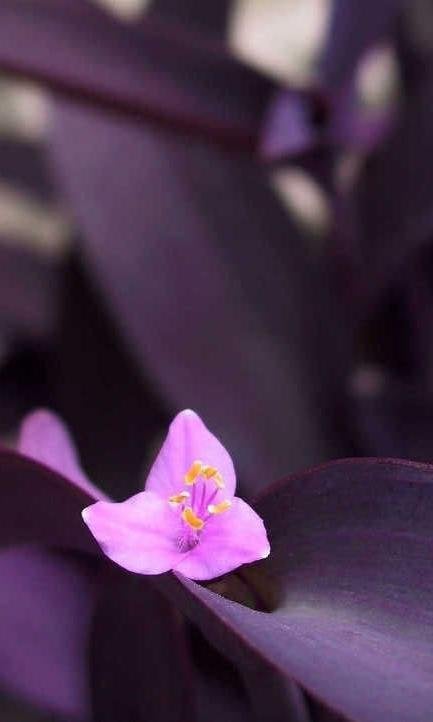 Tradescantia pallida (purple hart) in pot.., Maison & Meubles, Autres espèces, En pot, Plein soleil, Plante à fleurs