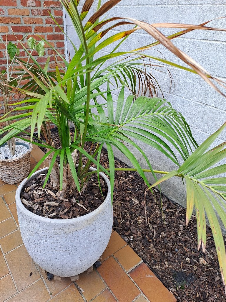 Plant met pot, Tuin en Terras, Ophalen