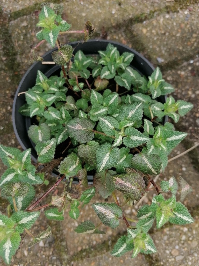 gevlekte dove netel, Tuin en Terras, Planten | Tuinplanten, Ophalen, Bodembedekkers, Vaste plant, Halfschaduw
