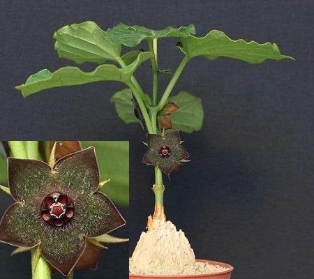 Gonolobus Cyclophyllus caudex plant zeldzaam, Huis en Inrichting, Kamerplanten, Ophalen of Verzenden