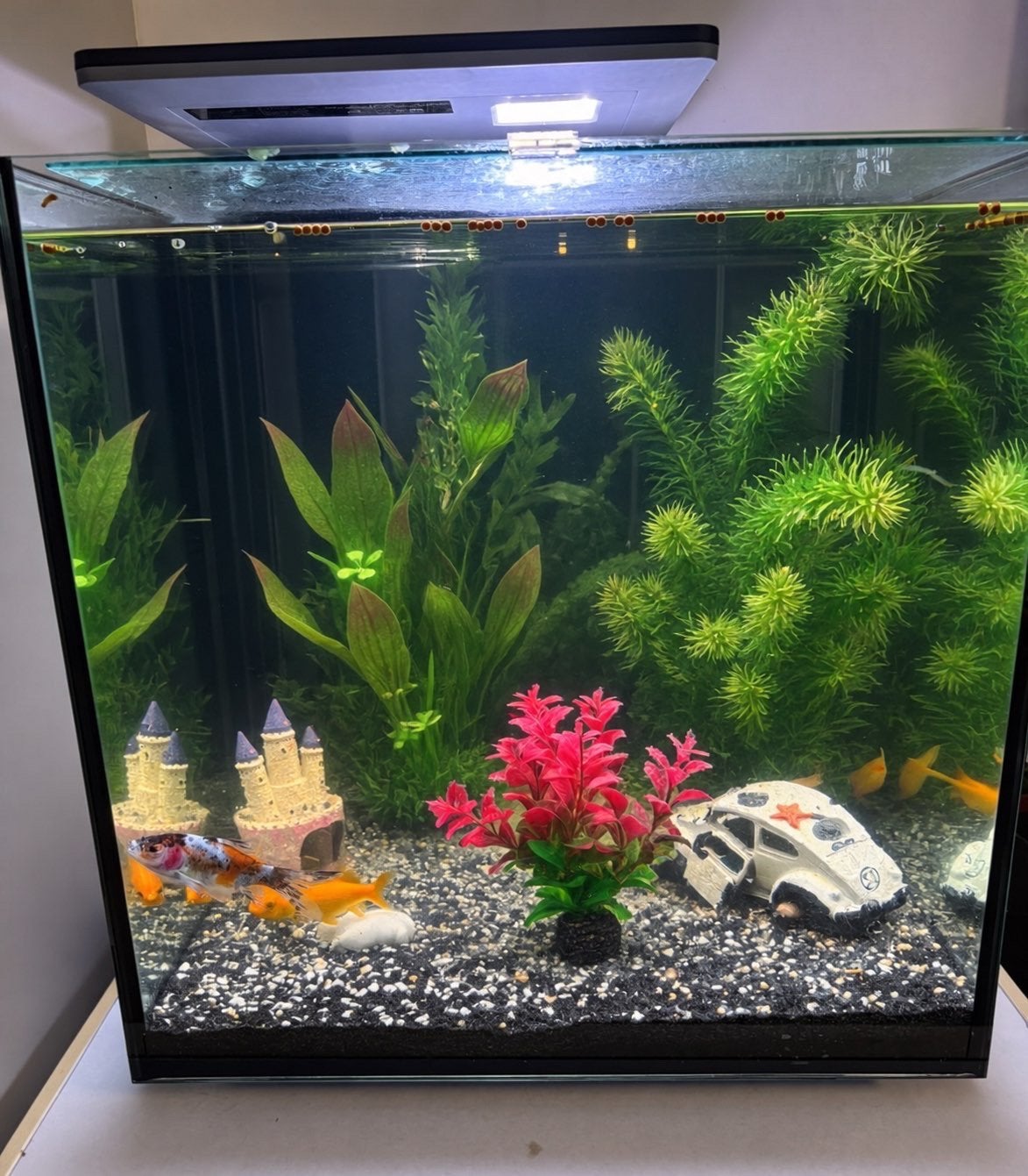Aquarium, Ophalen of Verzenden, Zo goed als nieuw, Vissenkom
