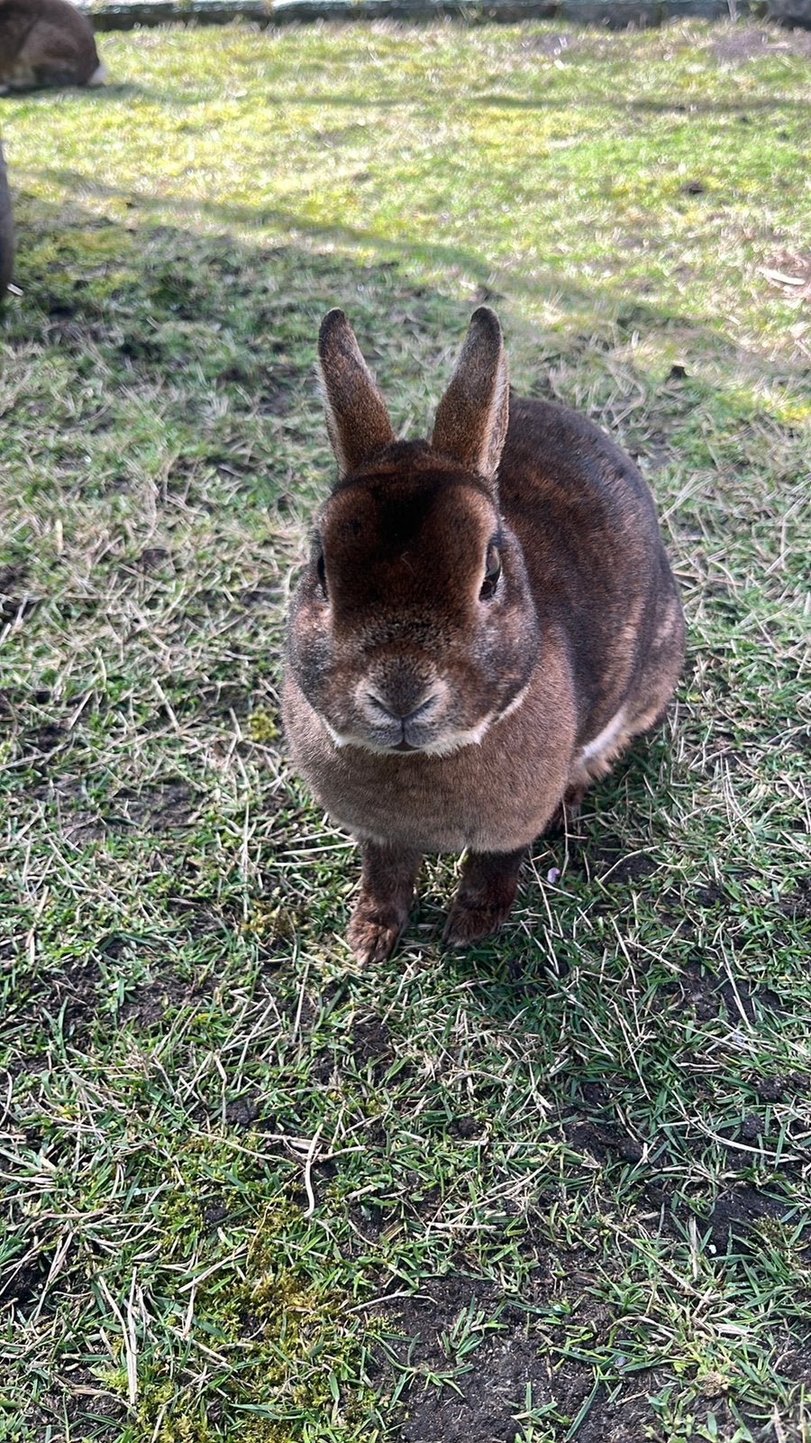 Een mooi konijn, Dieren en Toebehoren, Konijnen, Vrouwelijk, Middelgroot, 0 tot 2 jaar