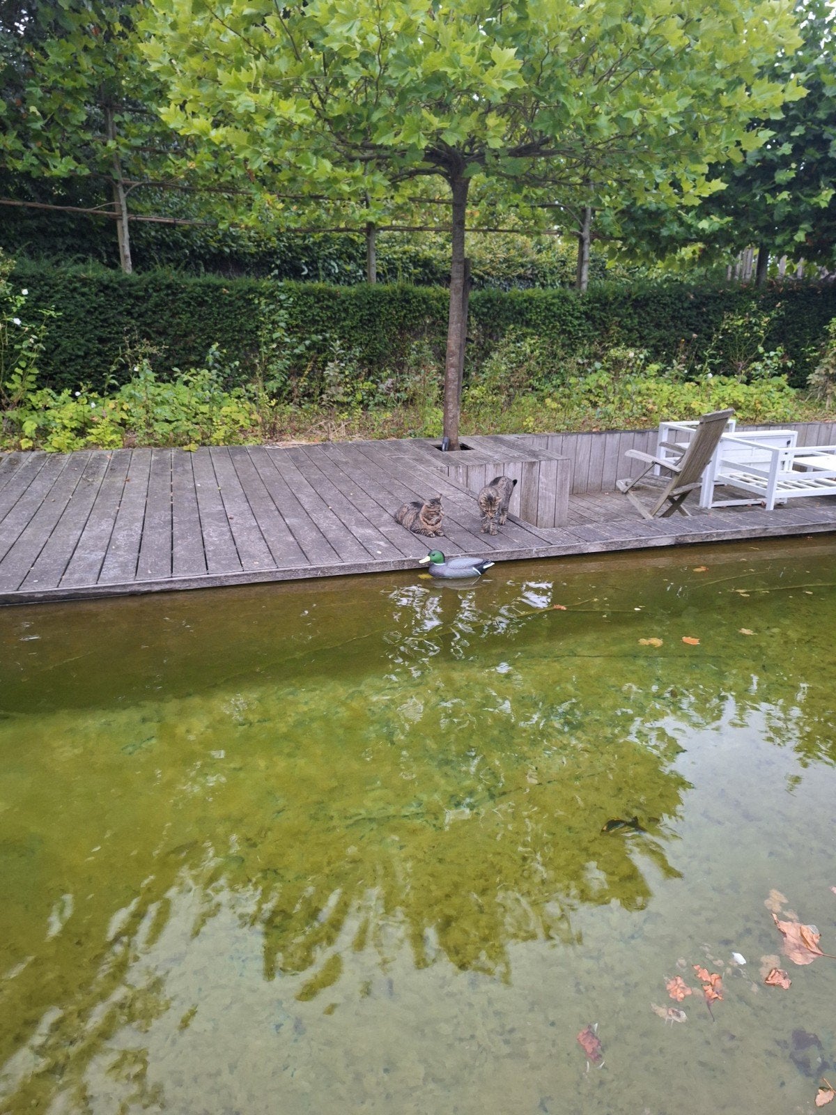 houten terras, tropisch hardhout, Tuin en Terras, Ophalen, Gebruikt