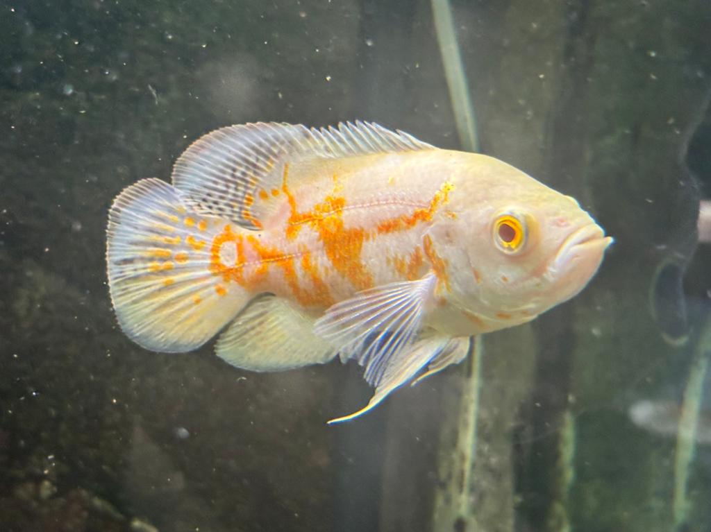 Oscar, Dieren en Toebehoren, Vissen | Aquariumvissen, Vis