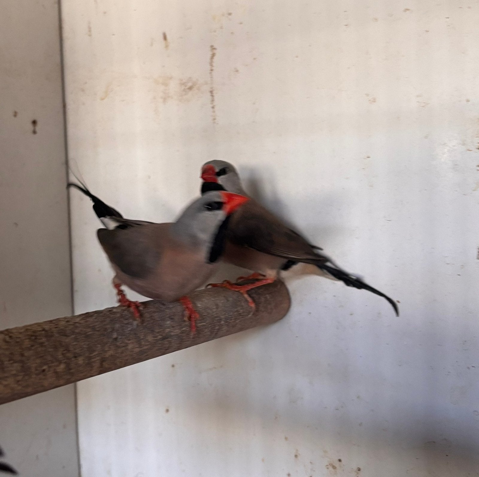 Spitsstaartamadine, Meerdere dieren