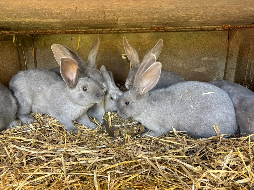 Jonge konijnen, raszuiver Blauw Van Sint-Niklaas, Dieren en Toebehoren, Meerdere dieren, Groot, 0 tot 2 jaar