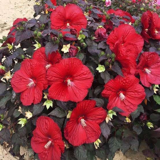 HIbiscus Holly Grail, Jardin & Terrasse, Enlèvement