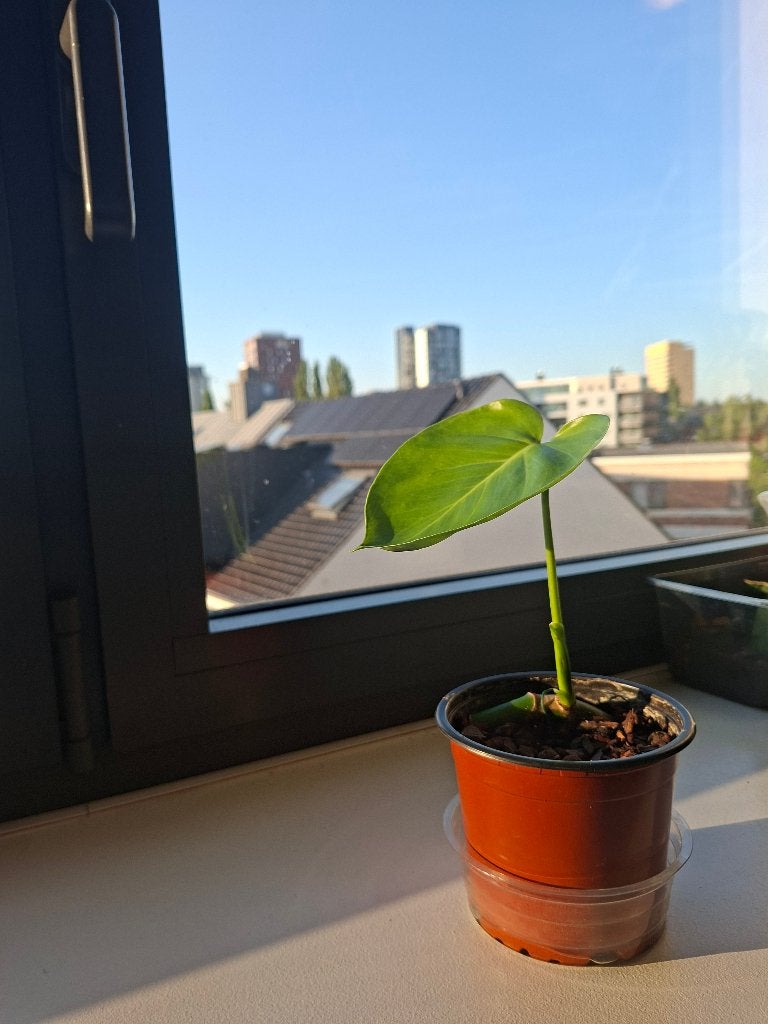 Monstera Delisiosa (bien enraciné et une première feuille), En pot, Moins de 100 cm, Enlèvement, Plante verte