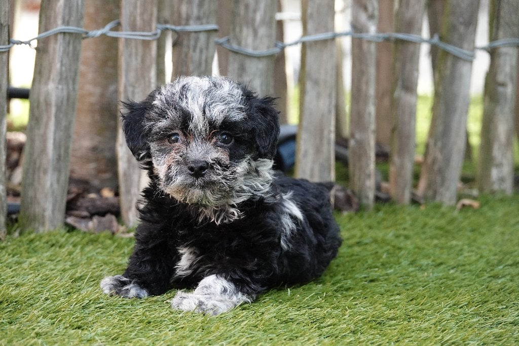 Prachtige Maltipoo pups, Parvo, België, Overige rassen, 8 tot 15 weken