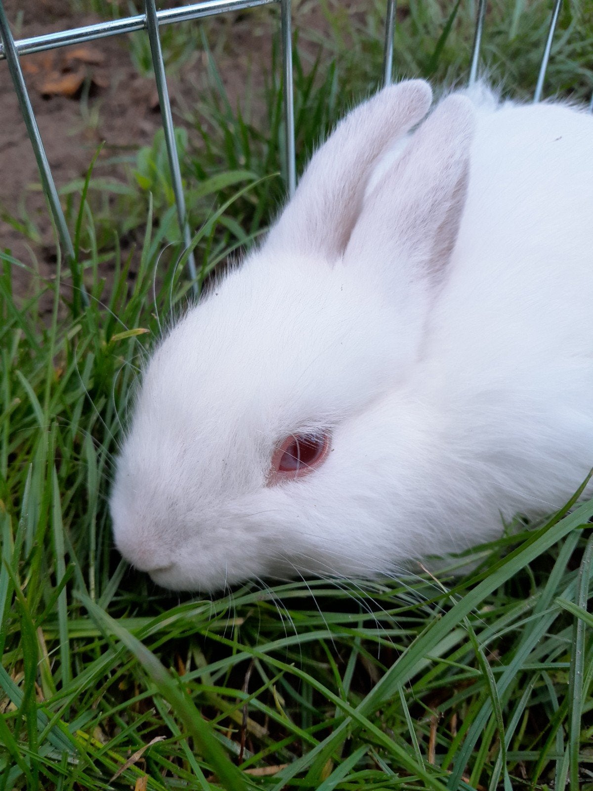 lief klein konijntje zoekt een nieuw thuis, Dieren en Toebehoren, Klein